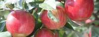 So you want to grow an apple tree -planting tips to ensure a successful harvest