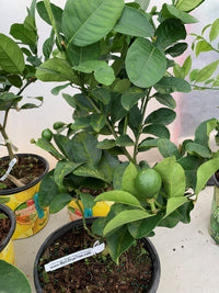Best tips on caring for your potted citrus