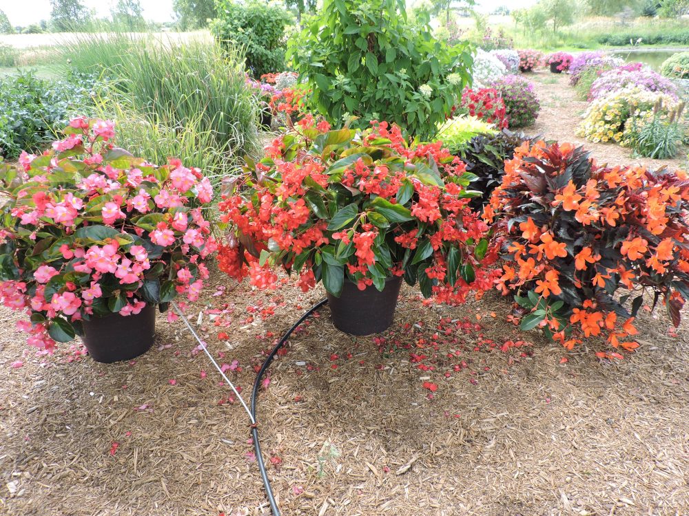 Beautiful Begonias