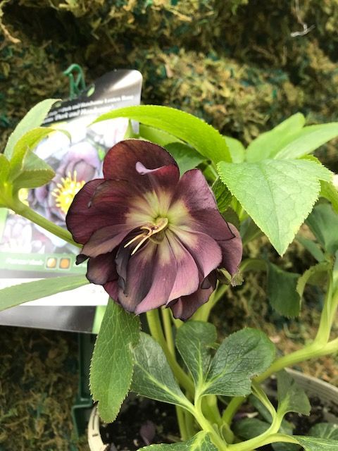 Heavenly Helleborus
