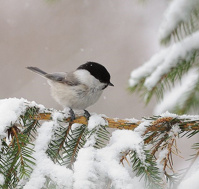 A Little Bird Told Me by: Casey Gosleigh