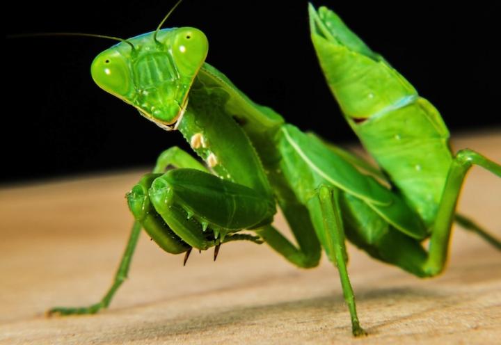The' Hunters' of the Garden - Praying Mantis