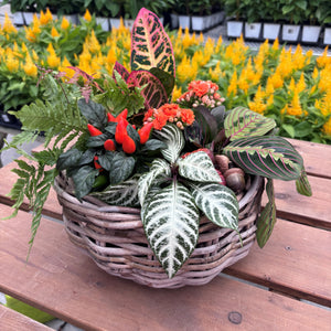 'The Fall Curated coffee table" - Autumnal indoor arrangement Saturday October 19th 10 am - 11:30 am
