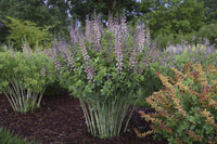 Beguiling Baptisia!