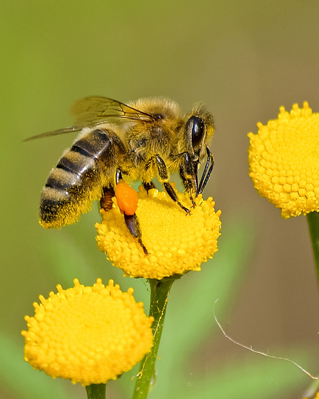 Don't forget about solitary nesting bees - they FEED us!
