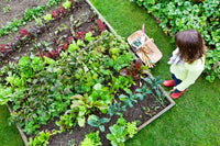 Grow your own Veggies: Getting started