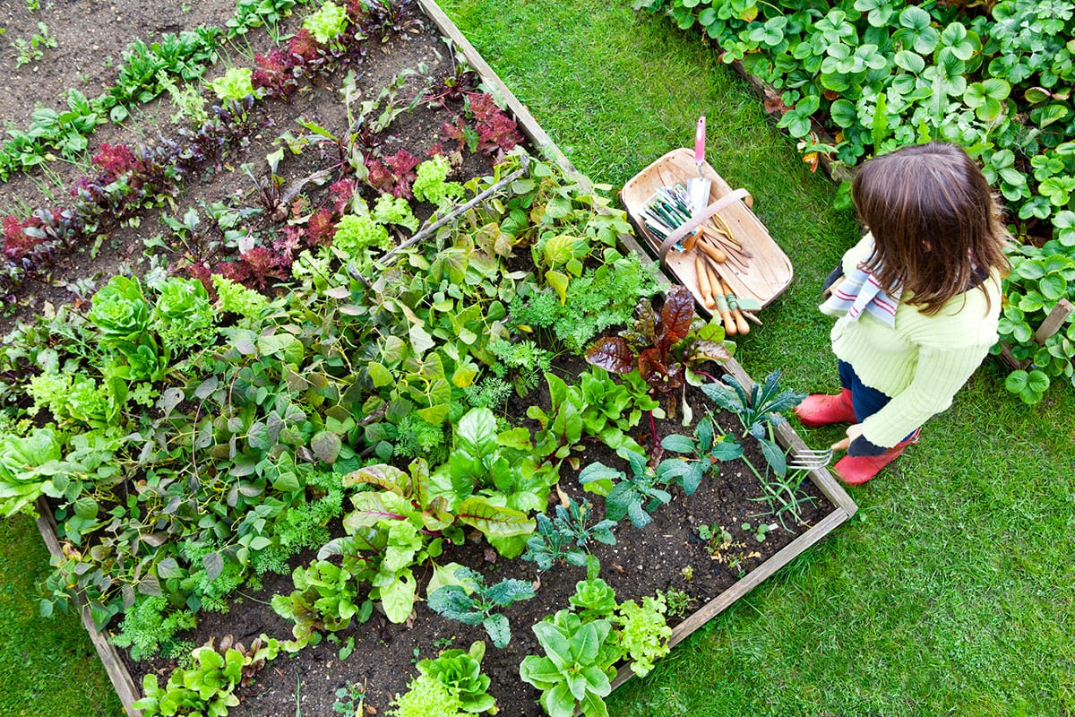 Grow your own Veggies: Getting started