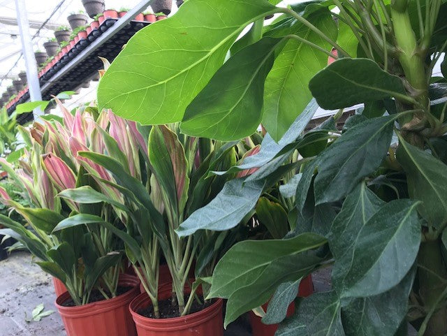 Fresh Air and Sunshine!