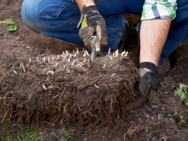 Spring is a great time to divide perennials!