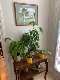 Why Houseplants make us so (darn) Happy:)