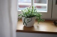 Houseplant ‘Check-In’