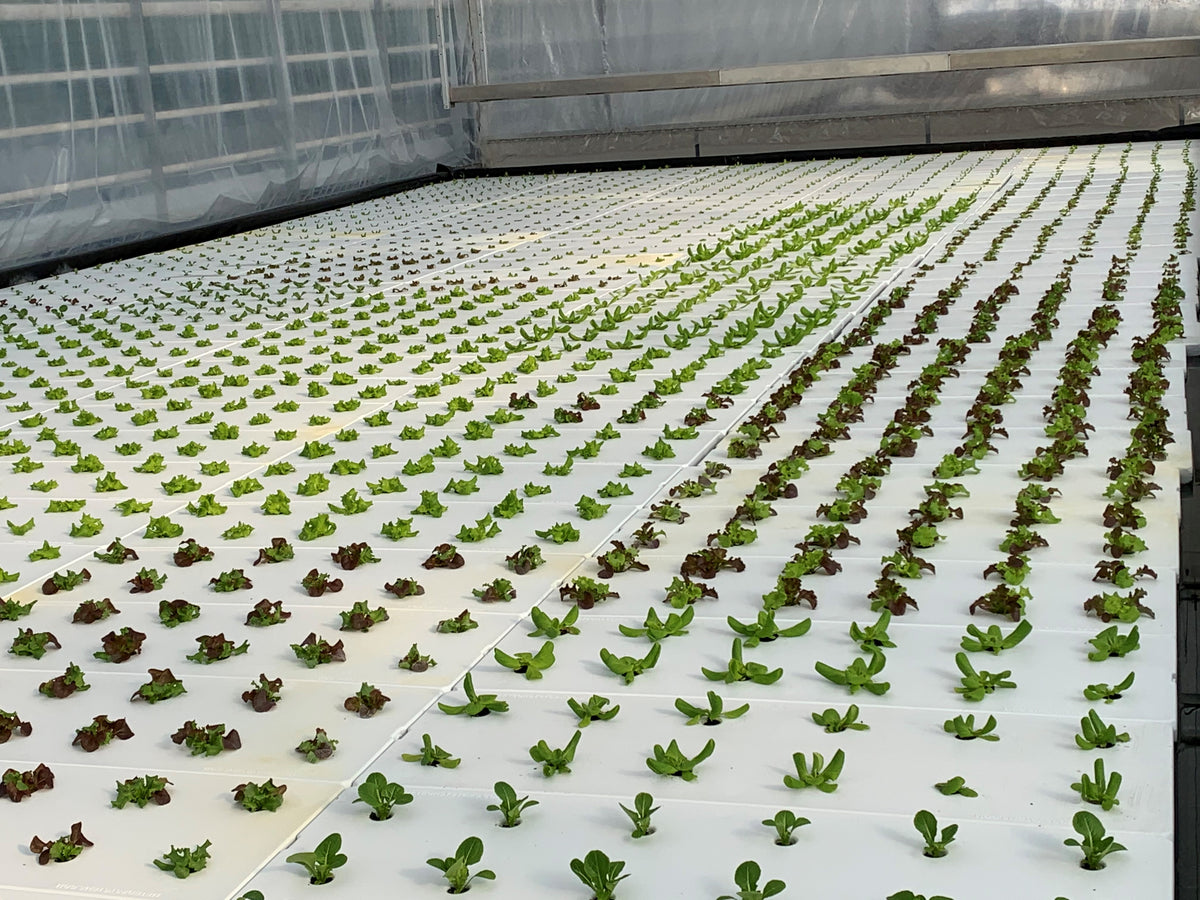 Love Your Lettuce!