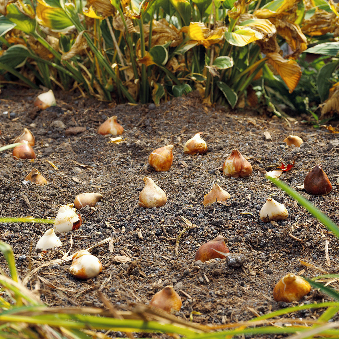 Our Top Tips for Planting Spring Bulbs this Fall