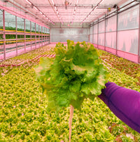 Fresh Produce