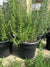 Potted Rosemary - 12 inch potted