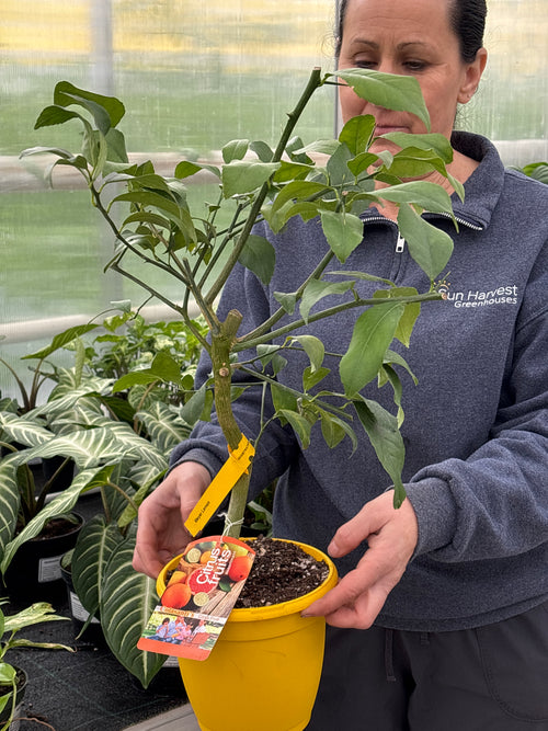 Citrus  Meyer Lemon      6  inch potted