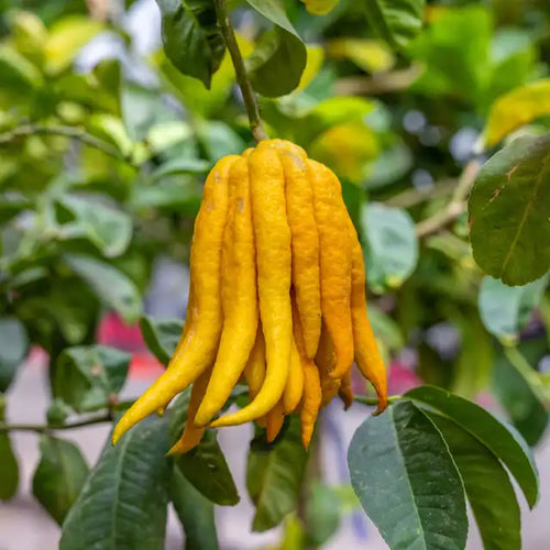 Citrus   Buddha Hand  5 inch potted