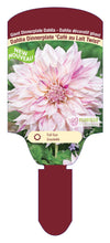 Dahlia Tubers  FOR PREBOOK!