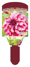 Dahlia Tubers  FOR PREBOOK!