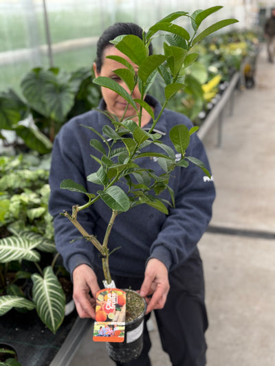 Citrus   Buddha Hand  5 inch potted