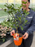 Citrus 'Calamondin Orange'   6 inch potted