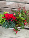 Winter Fresh - Indoor arrangement  'Winter Botanicals' Collection