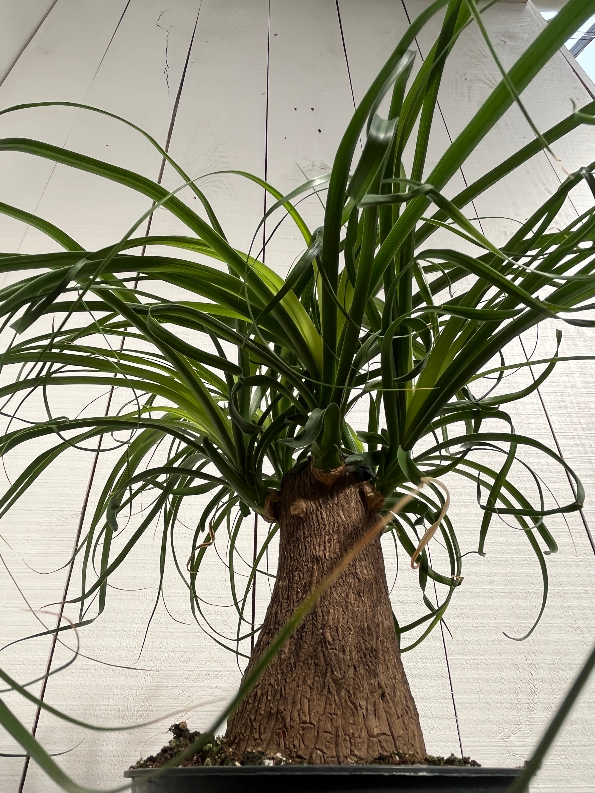 Ponytail Palm - 6 Inch
