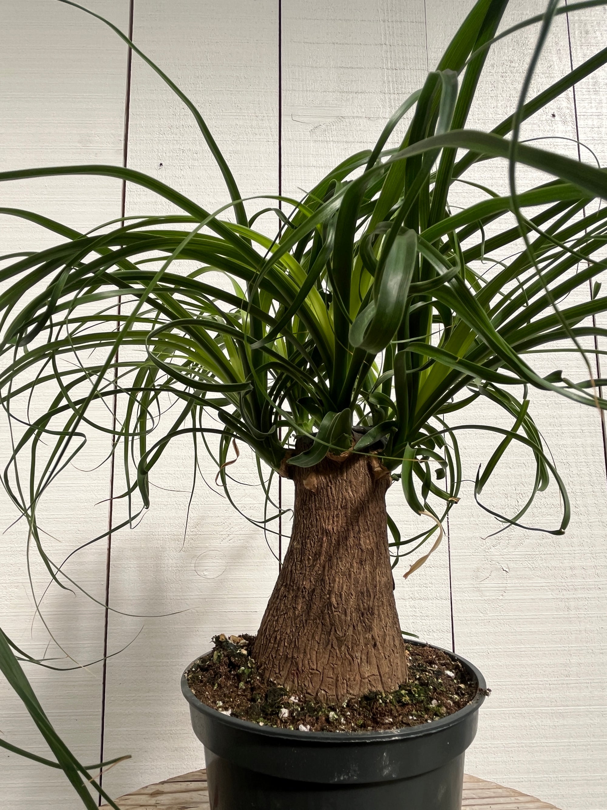 Ponytail Palm - 6 Inch