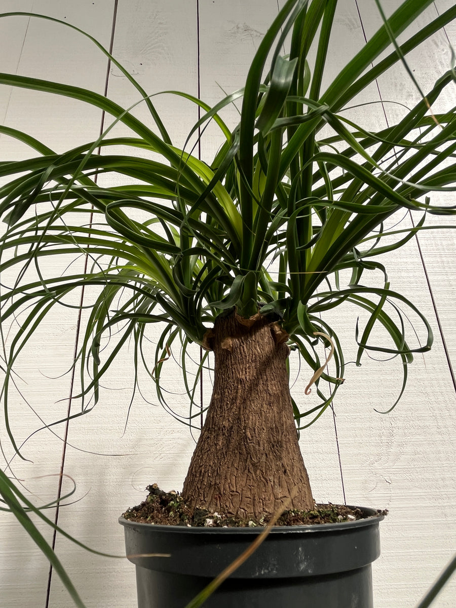 Ponytail Palm - 6 Inch