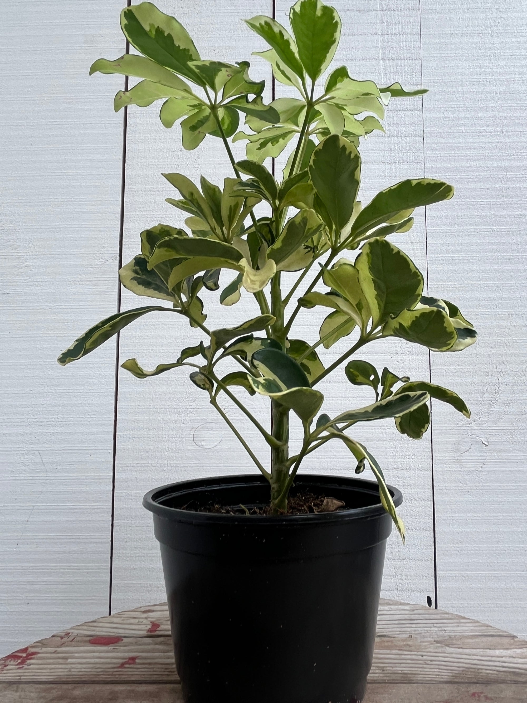 Schefflera arboricola ‘Ivory’ - 6 Inch
