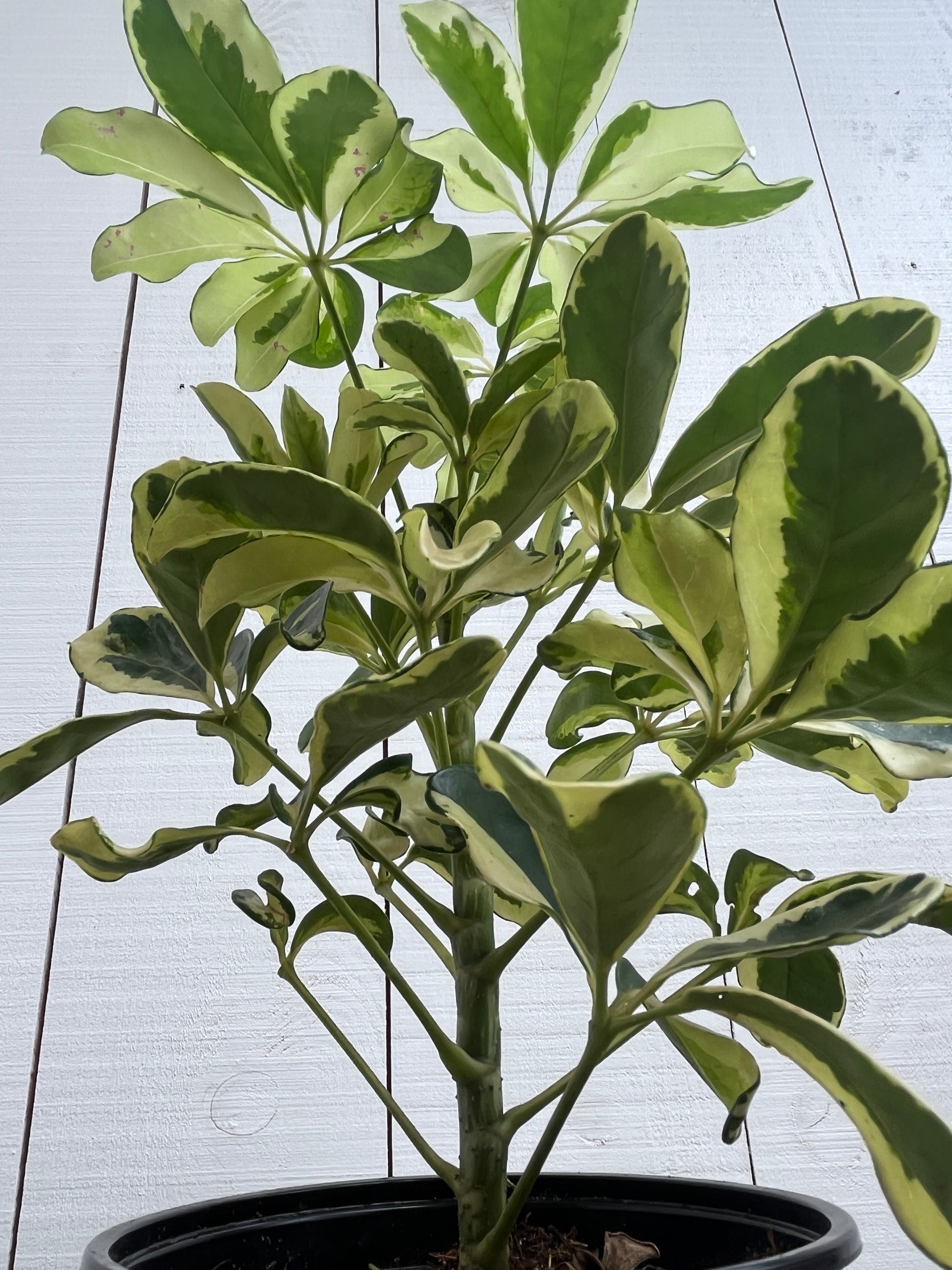 Schefflera arboricola ‘Ivory’ - 6 Inch
