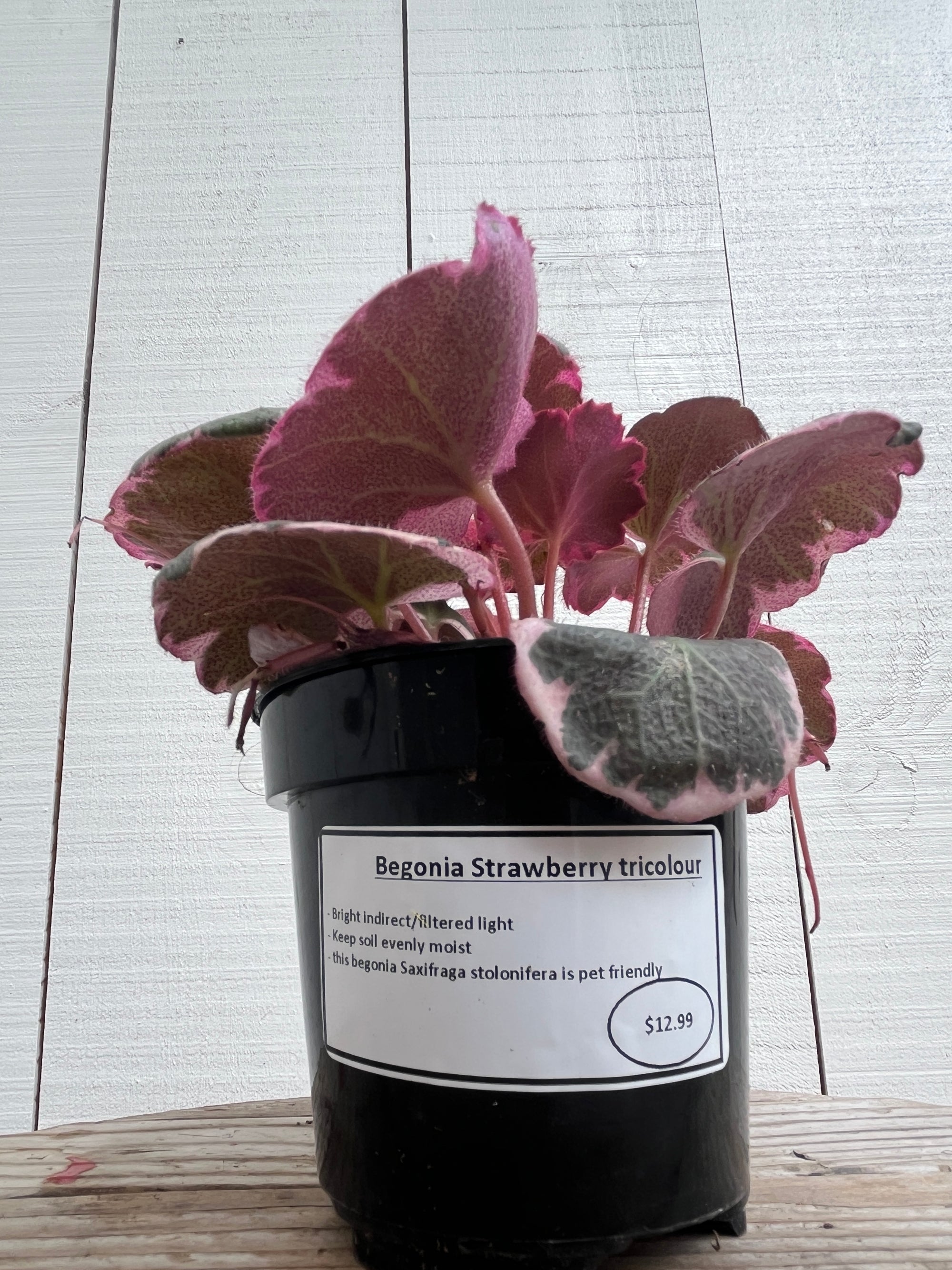 Begonia Strawberry Tricolour - 4 Inch
