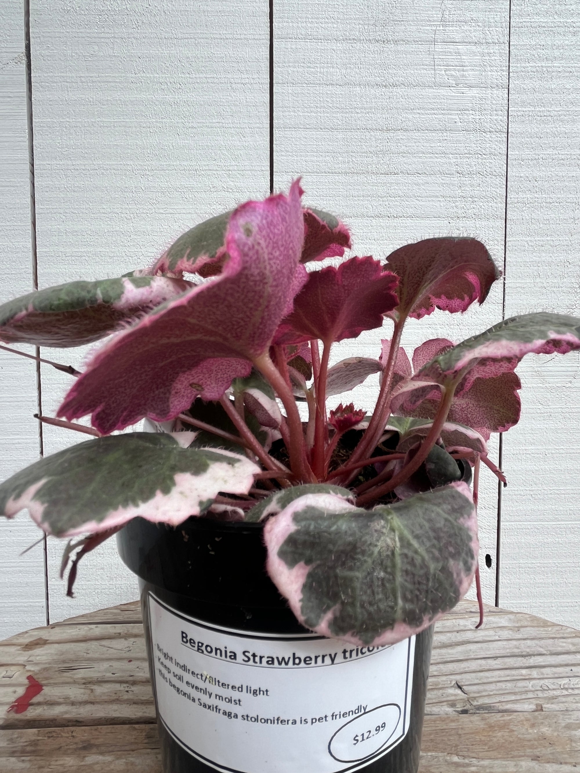 Begonia Strawberry Tricolour - 4 Inch