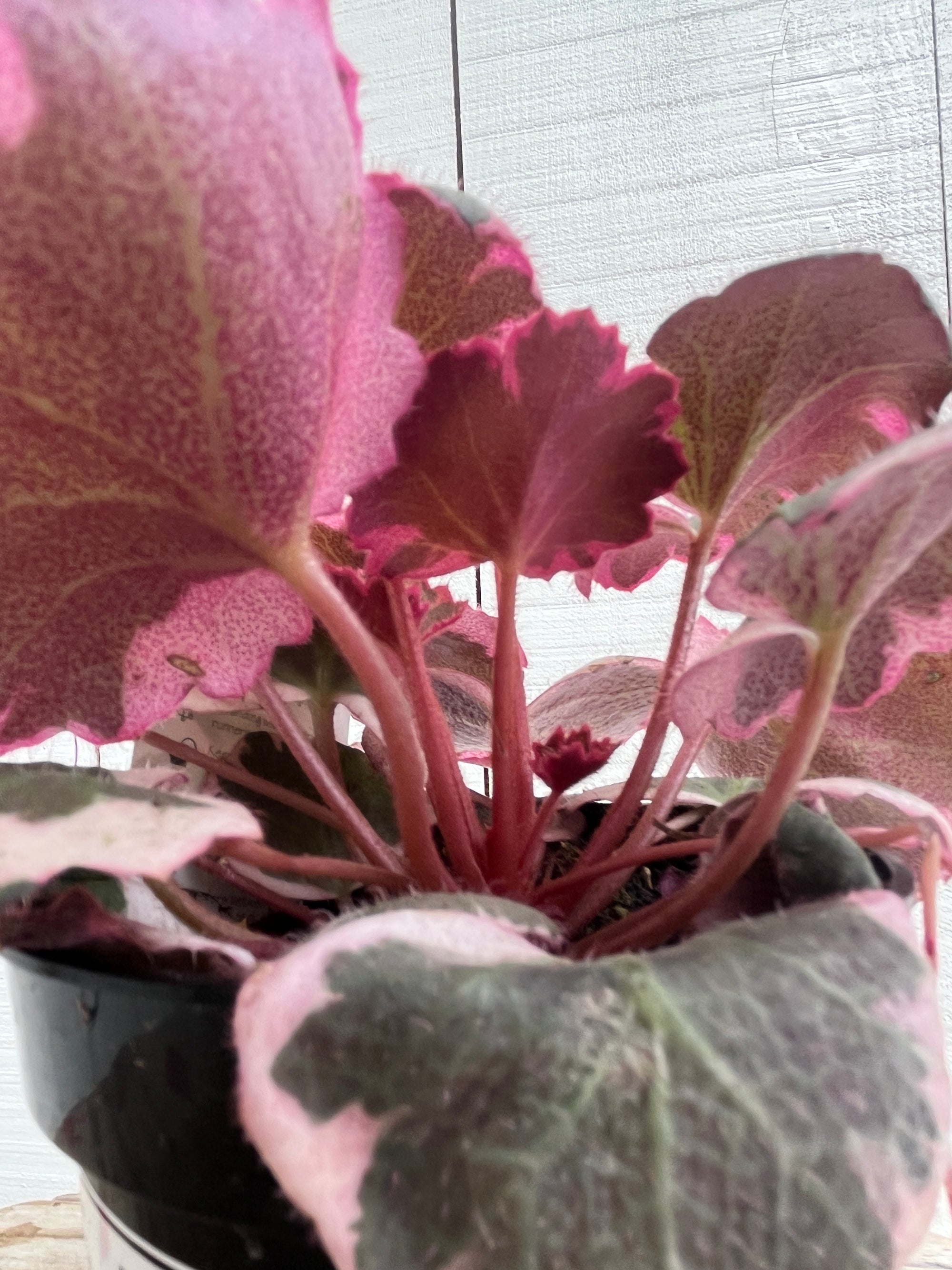 Begonia Strawberry Tricolour - 4 Inch