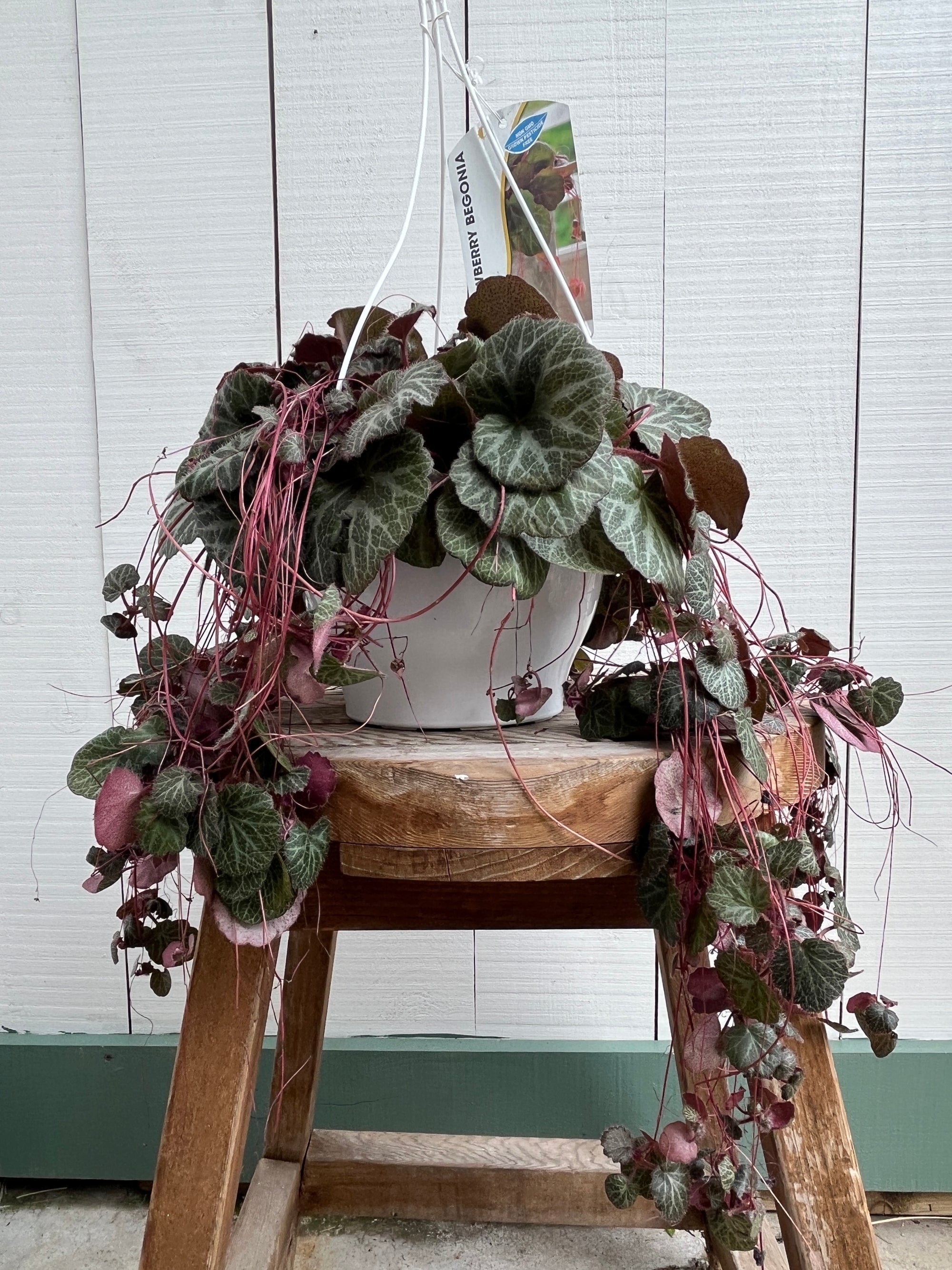 Strawberry Begonia - Hanging Basket