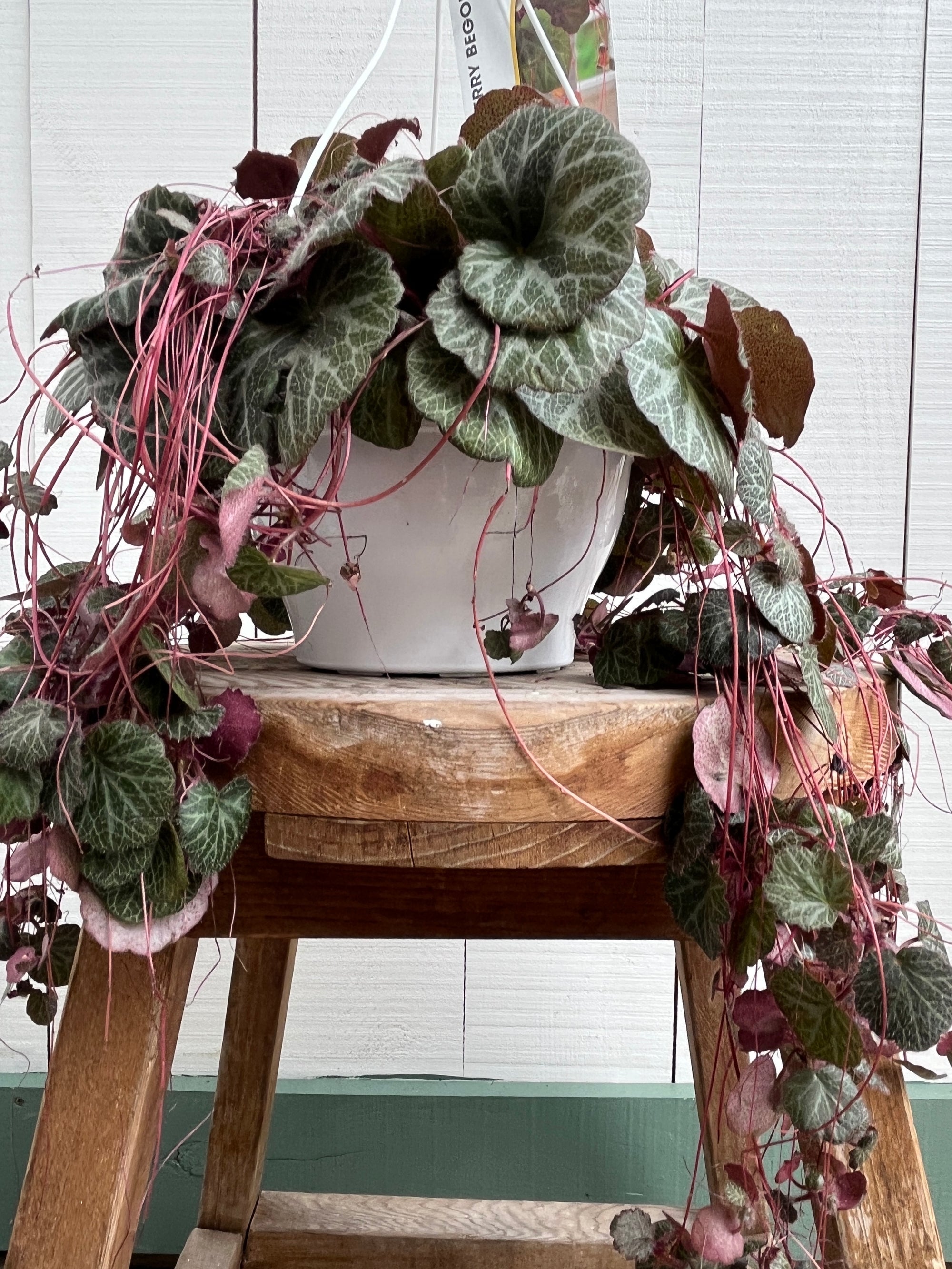 Strawberry Begonia - Hanging Basket