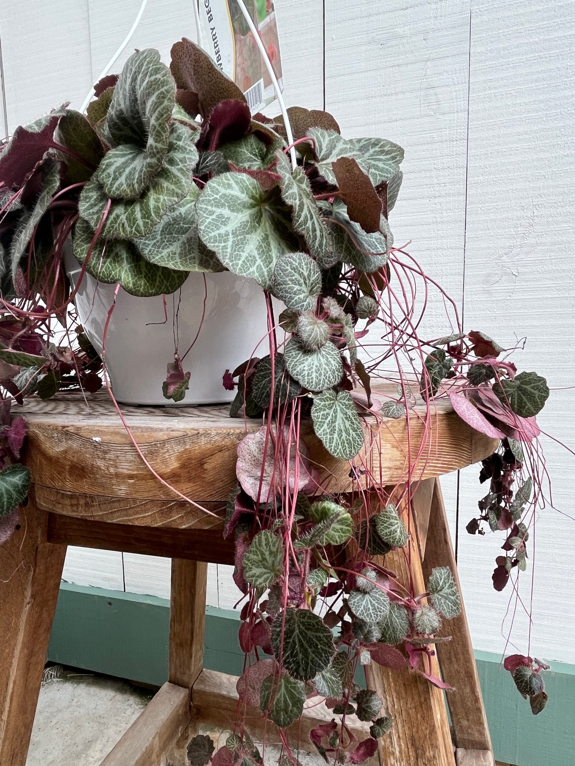 Strawberry Begonia - Hanging Basket