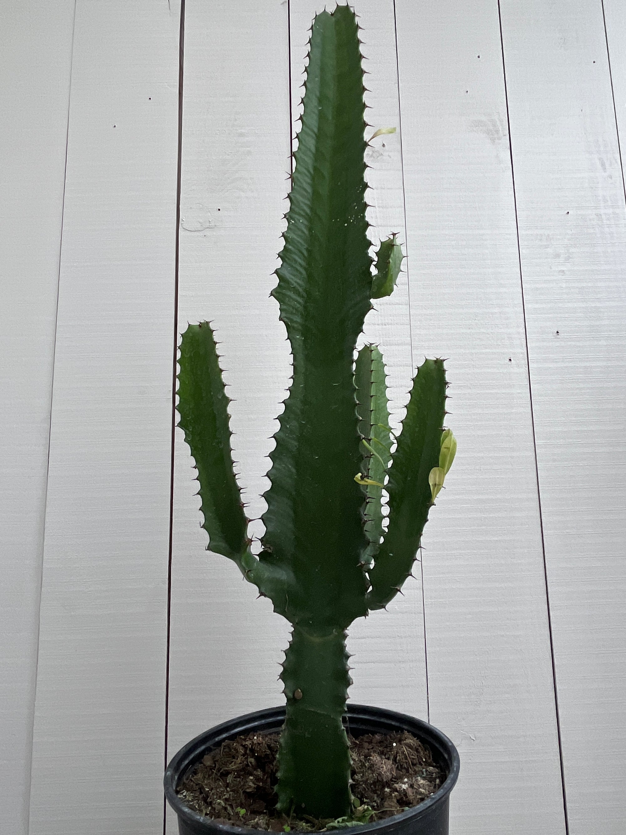 Cactus - Euphorbia Eritrea - 10 Inch