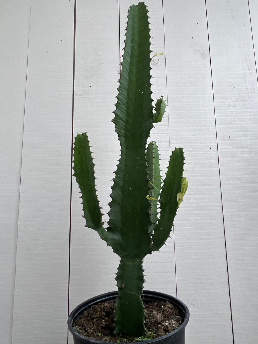 Cactus - Euphorbia Eritrea - 10 Inch