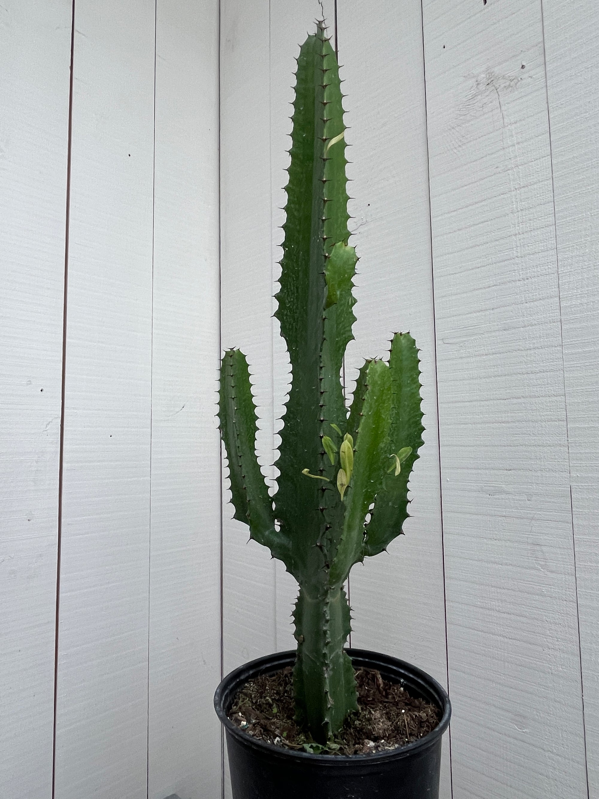 Cactus - Euphorbia Eritrea - 10 Inch