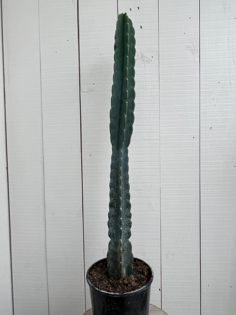 Cactus - Cereus Jamacaru - 10 Inch