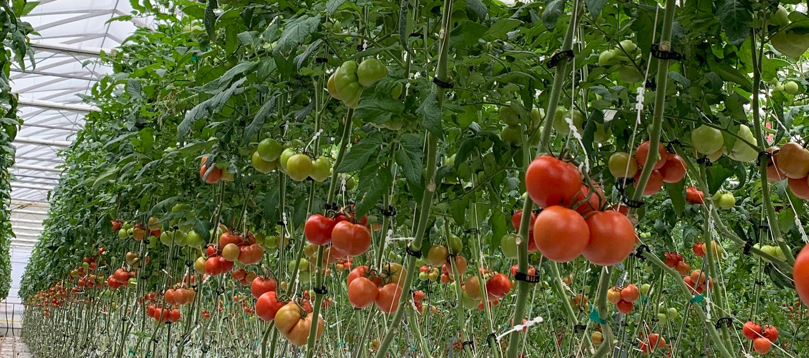 Sun Harvest Greenhouses