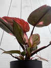 Philodendron 'Pink Princess' - 4 inch