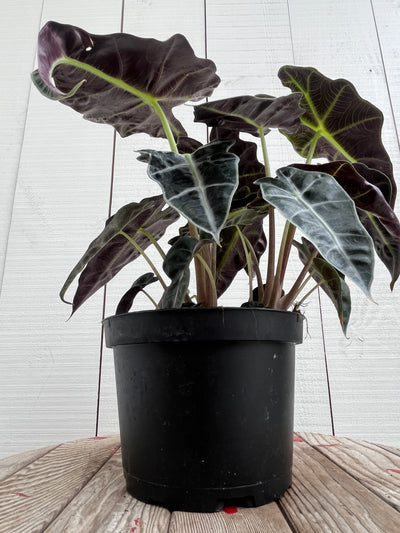 Alocasia Polly - 6 inch