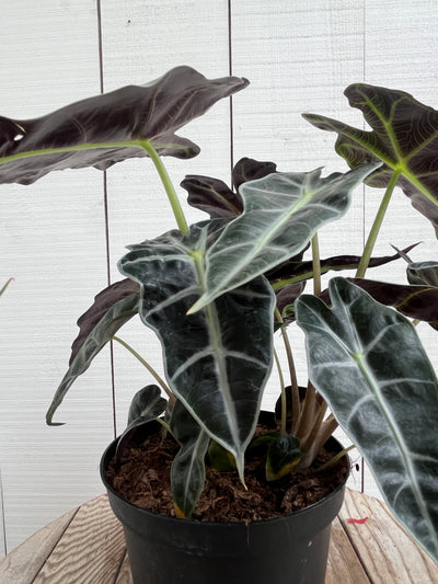 Alocasia Polly - 6 inch