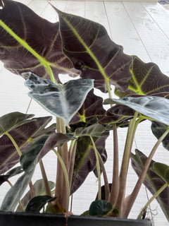 Alocasia Polly - 6 inch - Sun Harvest Greenhouses