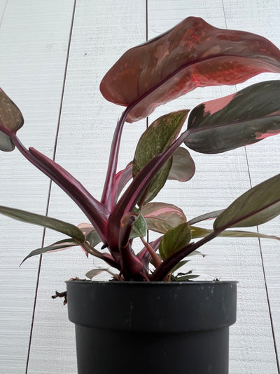 Philodendron 'Pink Princess' - 4 inch