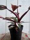 Philodendron 'Pink Princess' - 4 inch