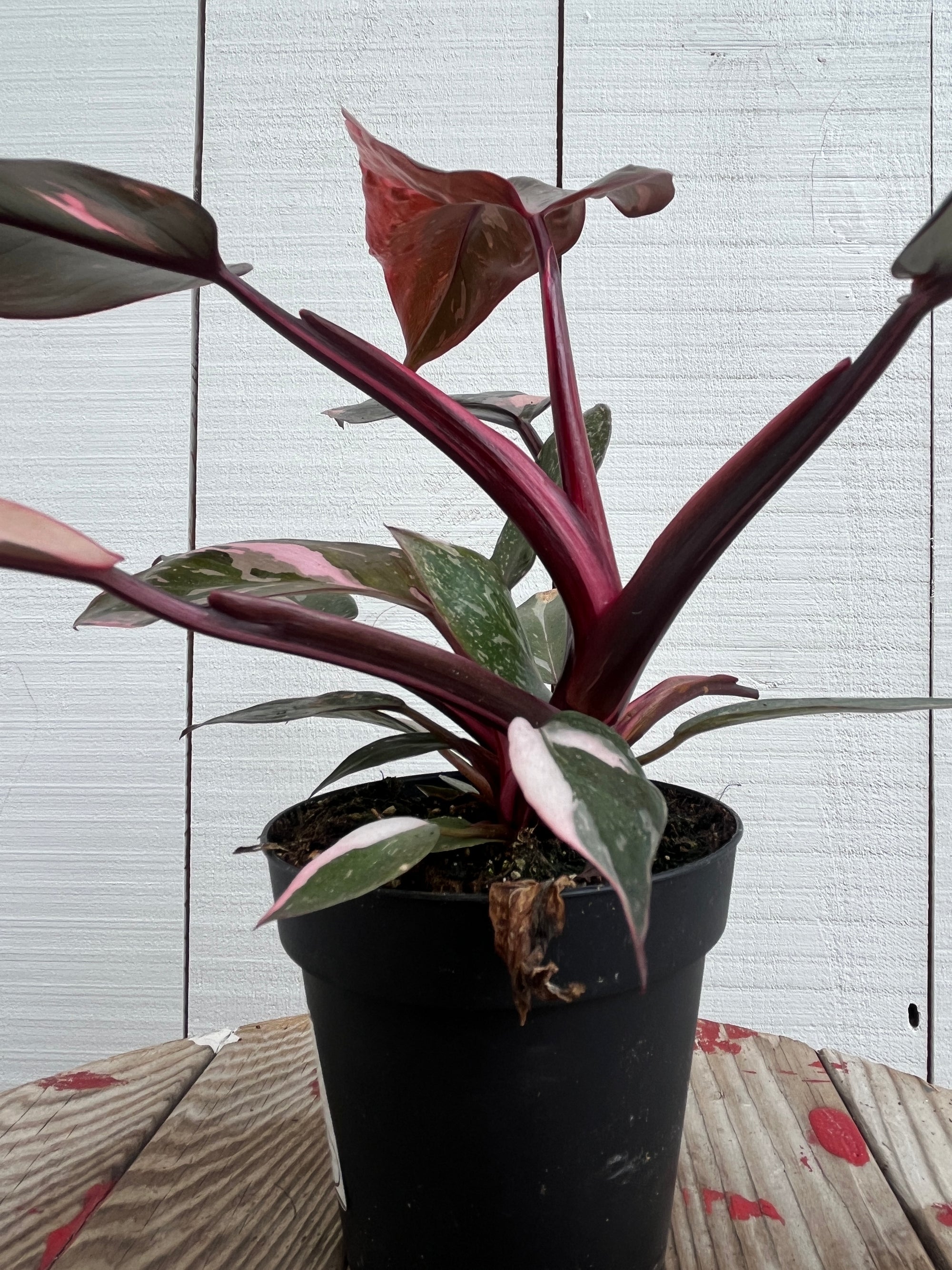 4 pink princess philodendron Philodendron 'Pink Princess' - 4 inch