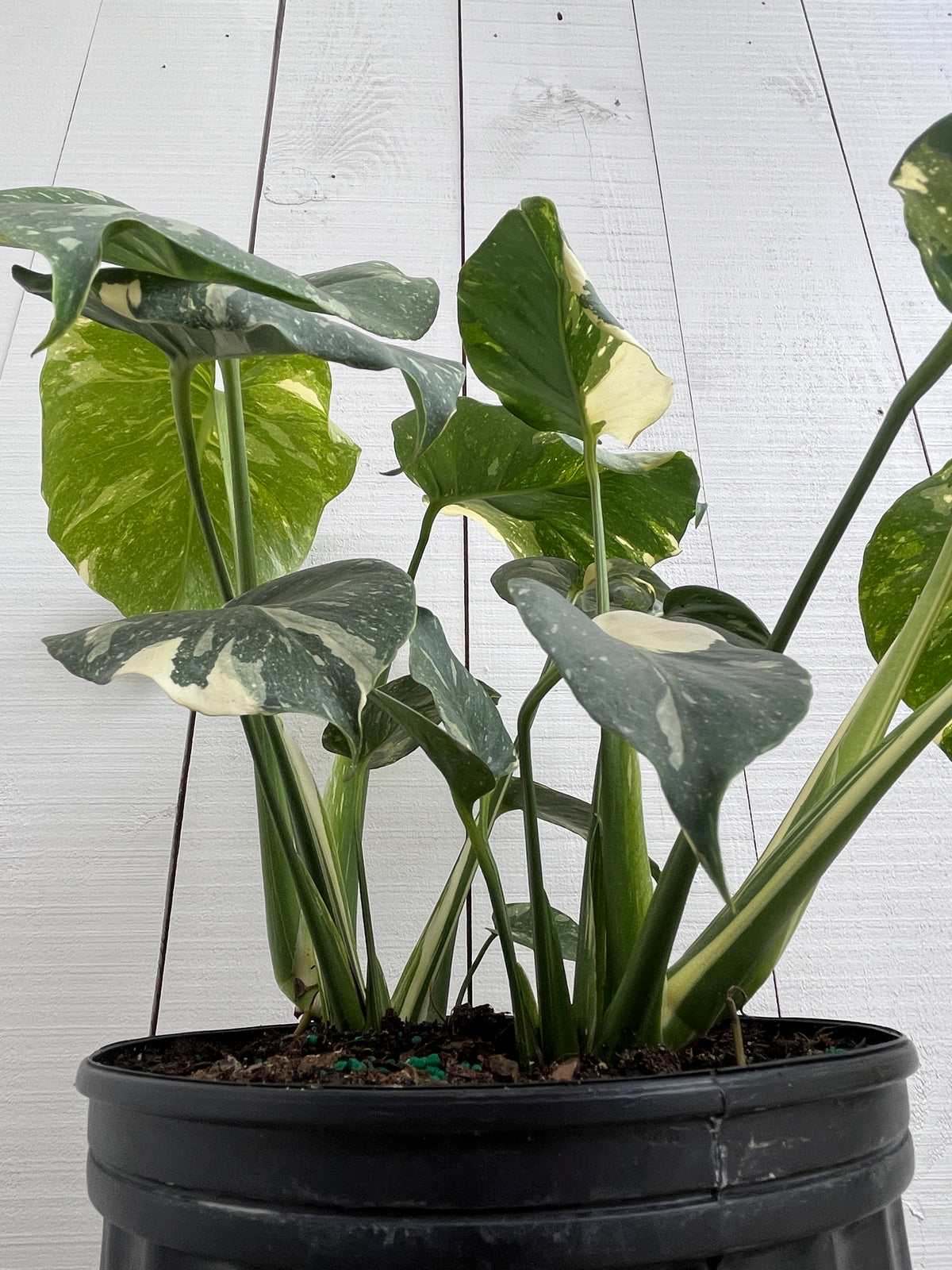 10 inch monstera Monstera 'Thai' Constellation - 10 inch